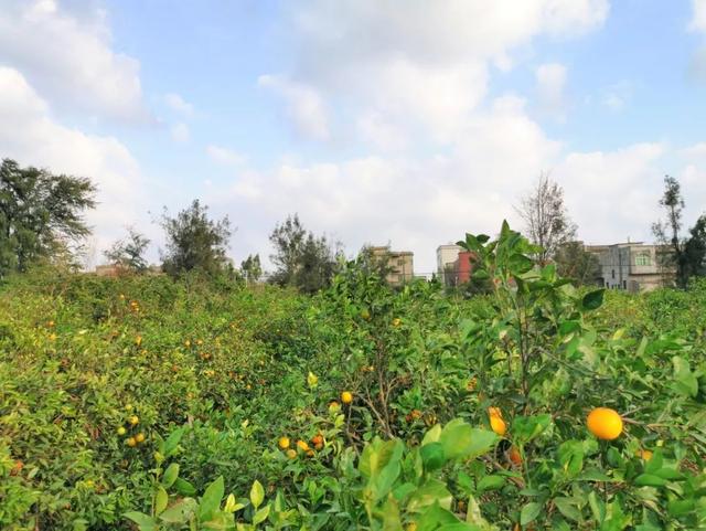 这个被众多明星青睐的海岛，看一眼惊艳一生，如今橙子熟了