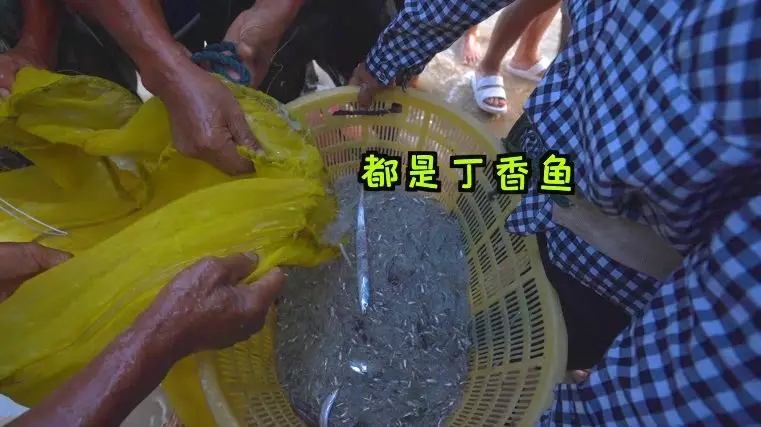 平潭海鲜名菜丨黄金丁香鱼抱蛋了解一下！快来get它的做法