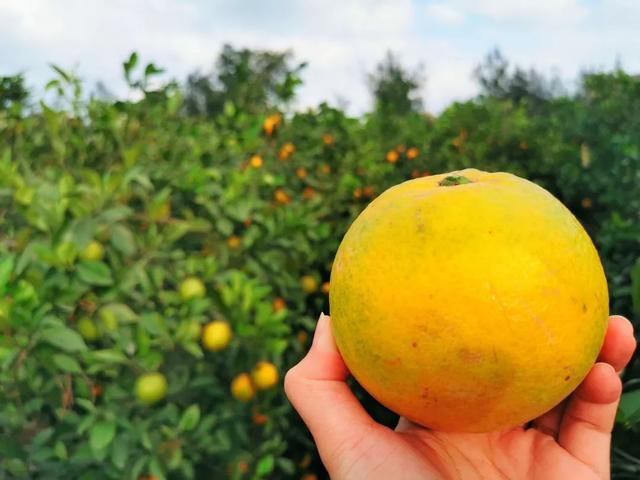 这个被众多明星青睐的海岛，看一眼惊艳一生，如今橙子熟了