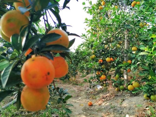 这个被众多明星青睐的海岛，看一眼惊艳一生，如今橙子熟了