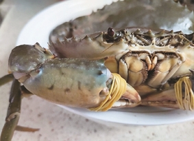 平潭海鲜名菜丨东庠金鲟 重金难寻