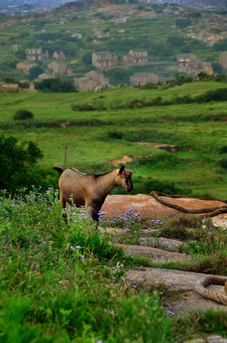 传说中的蓝眼泪 希腊风的大福湾
