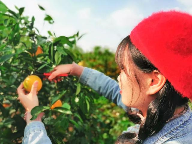 这个被众多明星青睐的海岛，看一眼惊艳一生，如今橙子熟了