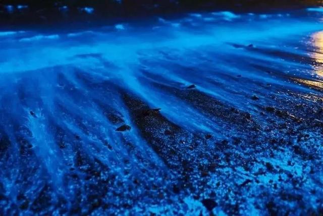 国内这座小众海岛，一到夏天就变成梦幻荧光海，美到尖叫