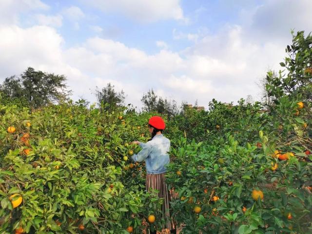 这个被众多明星青睐的海岛，看一眼惊艳一生，如今橙子熟了