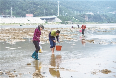 平潭海鲜名菜丨这种形似竹子的海味，长在地下，肉味鲜美