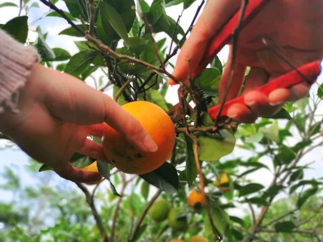 这个被众多明星青睐的海岛，看一眼惊艳一生，如今橙子熟了